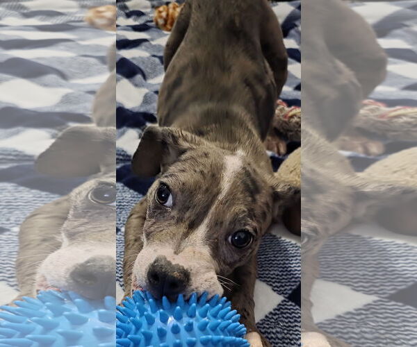 Medium Photo #8 Catahoula Leopard Dog-Unknown Mix Puppy For Sale in Minneapolis, MN, USA