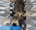 Small #7 Catahoula Leopard Dog Mix