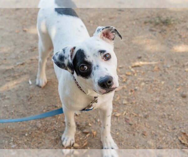 Medium Photo #1 Mutt Puppy For Sale in Martinez, CA, USA