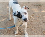 TESS - Female Mutt Dog for Adoption - Small photo