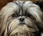 Small Photo #1 Shih Tzu Puppy For Sale in PIEDMONT, OH, USA