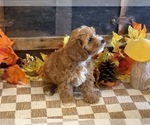 Max - Male Cavapoo (Miniature) Puppy for Sale - Photo #6