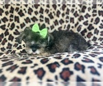 Small #8 Schnauzer (Miniature)
