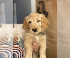 Goldendoodle (Miniature) Puppy for sale in METHUEN, MA, USA