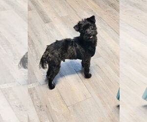 Mutt Dogs for adoption in Conway, AR, USA