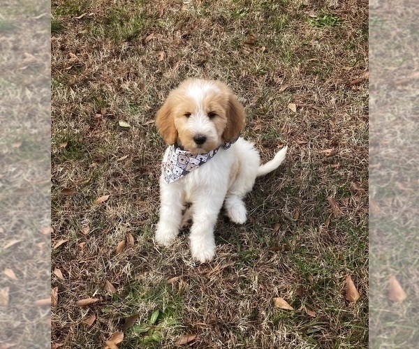 Medium Photo #11 Goldendoodle Puppy For Sale in CHESNEE, SC, USA