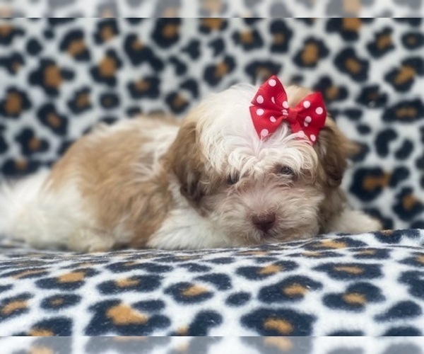 Medium Photo #14 Poovanese Puppy For Sale in LAKELAND, FL, USA