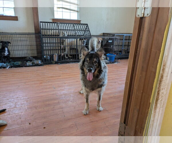 Medium Photo #7 German Shepherd Dog-Unknown Mix Puppy For Sale in Orange Grove, TX, USA