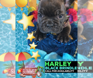 French Bulldog Puppy for sale in HEATHROW, FL, USA