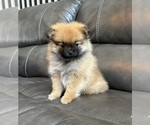 Small #5 Pomeranian