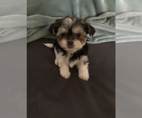 Medium Photo #4 Shorkie Tzu Puppy For Sale in CANTON, TX, USA