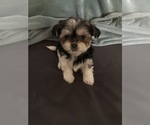 Small Photo #4 Shorkie Tzu Puppy For Sale in CANTON, TX, USA