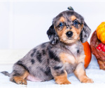 Puppy 1 Dachshund