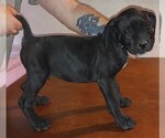 Small Photo #14 Cane Corso Puppy For Sale in GRENVILLE, NM, USA