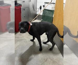 Boxer-Unknown Mix Dogs for adoption in Forestville, MD, USA