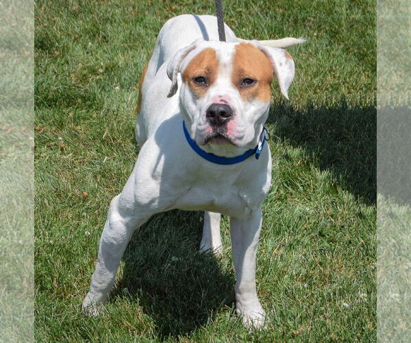 Medium Photo #2 American Bulldog-American Staffordshire Terrier Mix Puppy For Sale in Huntley, IL, USA