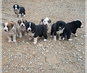 Border Collie-Moscow Watchdog Mix Puppy for sale in COLUMBIA, TN, USA