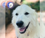 Small #1 Great Pyrenees