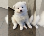 Small Photo #7 Samoyed Puppy For Sale in SACRAMENTO, CA, USA