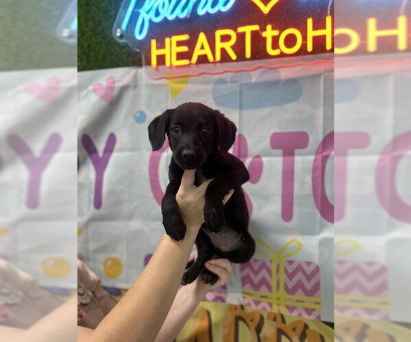 Medium Photo #1 Poodle (Standard)-Unknown Mix Puppy For Sale in Temple, TX, USA