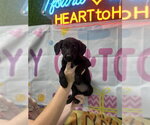 Small Poodle (Standard) Mix