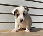 Mickey - Female Australian Cattle Dog Puppy for Sale - Photo #12