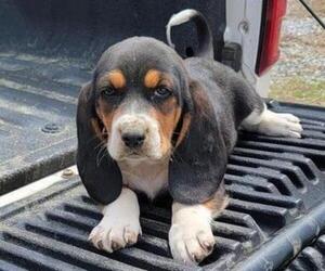 Basset Hound Puppy for sale in ROME, GA, USA