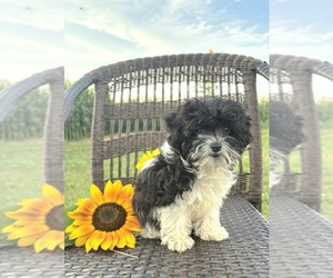 Cavapoo (Toy) Puppy for sale in WEST SALEM, OH, USA