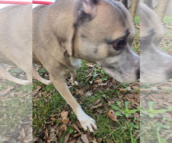 Medium Photo #2 American Staffordshire Terrier-Unknown Mix Puppy For Sale in Jackson, MS, USA