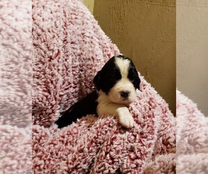 English Springer Spaniel Litter for sale in LITITZ, PA, USA