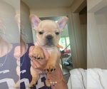 Puppy 4 French Bulldog