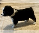 Small #7 Miniature Australian Shepherd