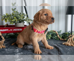 Small Photo #10 Golden Labrador Puppy For Sale in BEACH CITY, OH, USA