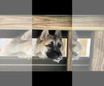 Small #3 Akita-Siberian Husky Mix