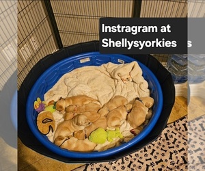 English Cream Golden Retriever Puppy for sale in SAN BERNARDINO, CA, USA