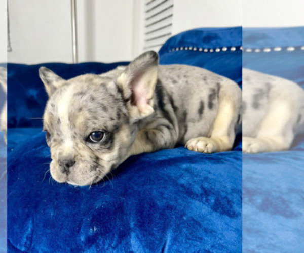 Medium Photo #4 French Bulldog Puppy For Sale in BALTIMORE, MD, USA