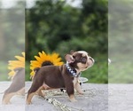 Small #9 French Bulldog