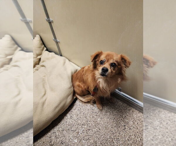 Medium Photo #2 Mutt Puppy For Sale in Great Bend, KS, USA