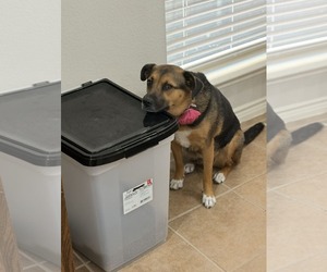 Shepradors Dogs for adoption in McKinney, TX, USA