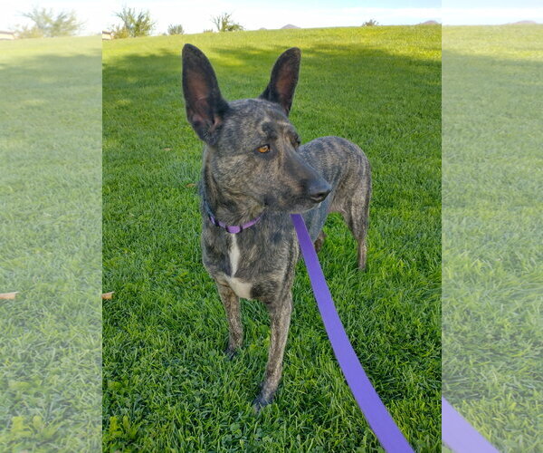 Medium Photo #4 Holland Shepherd Puppy For Sale in Apple Valley, CA, USA