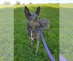 Small Photo #4 Holland Shepherd Puppy For Sale in Apple Valley, CA, USA