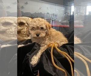 Cavapoo Puppy for sale in PEORIA, AZ, USA