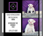 Small #4 Olde English Bulldogge