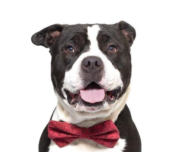 Medium Photo #3 American Pit Bull Terrier Puppy For Sale in Santa Maria, CA, USA