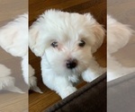 Puppy Puppy 1 Maltipoo