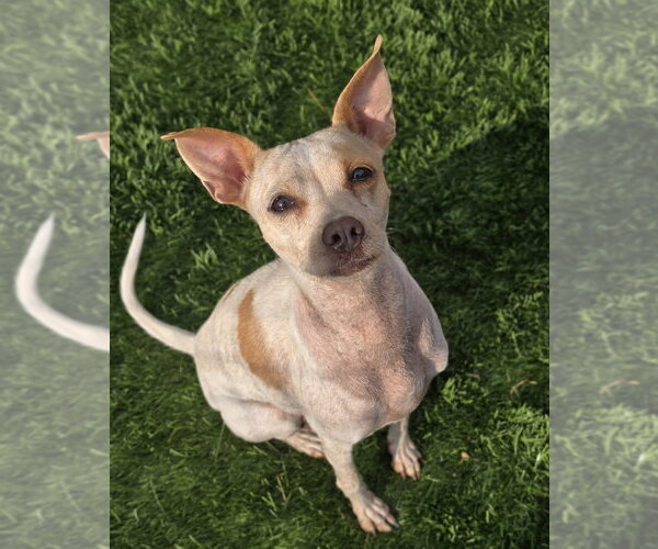 Medium Photo #4 Chihuahua-Unknown Mix Puppy For Sale in Lakewood, CO, USA