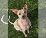 Small #3 Chihuahua Mix