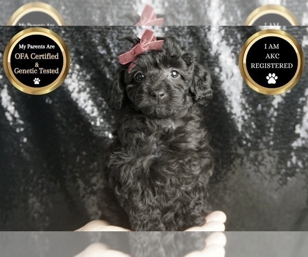 Medium Photo #1 Poodle (Toy) Puppy For Sale in WARSAW, IN, USA
