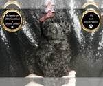Puppy Brynlee AKC Poodle (Toy)