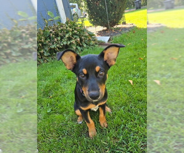 Medium Photo #3 Mutt Puppy For Sale in Genesee, WI, USA